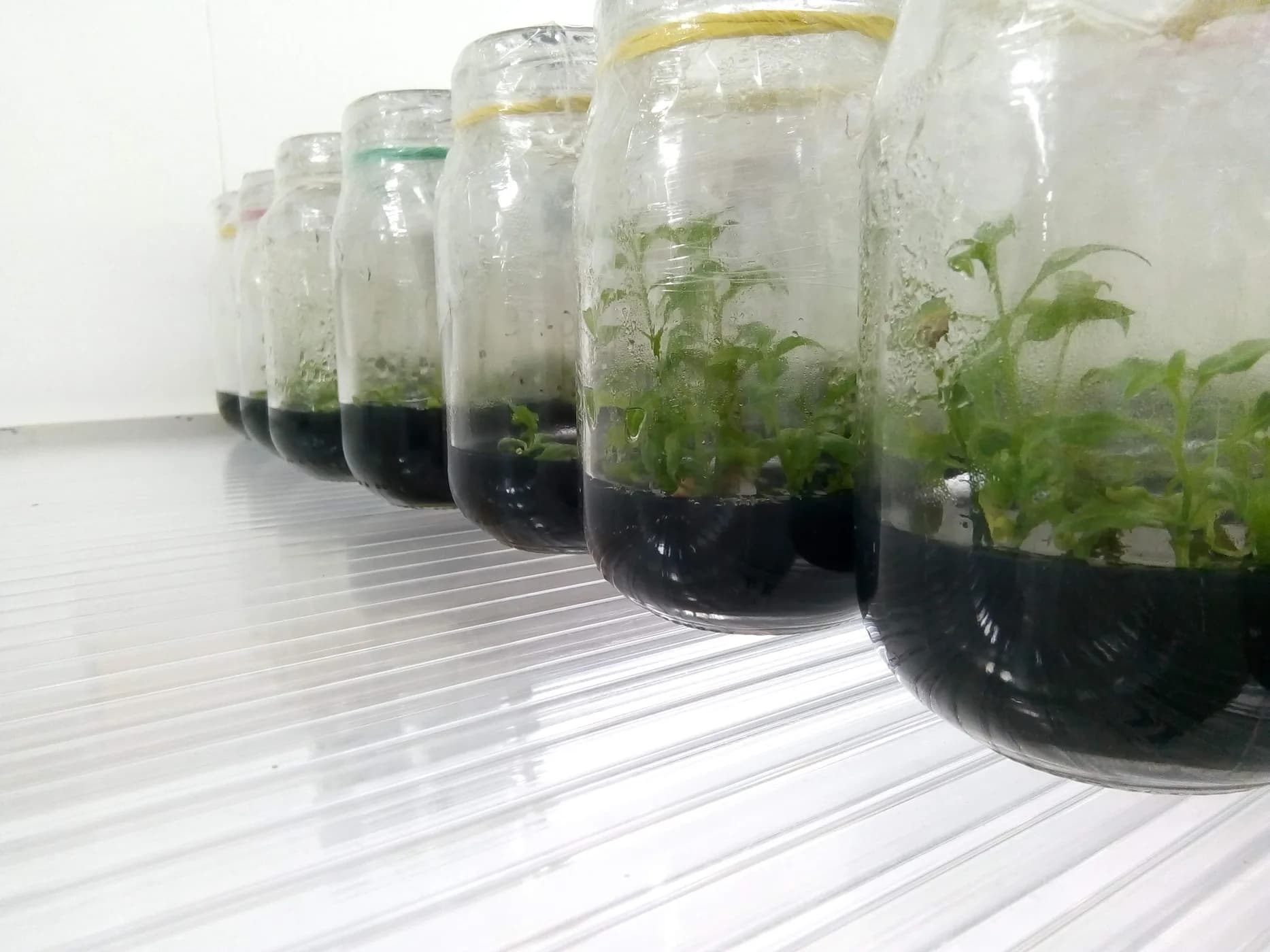 Frascos con plantas en cultivo in vitro